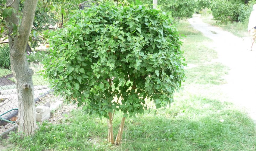Місце для вирощування шовковиці Місце для вирощування шовковиці