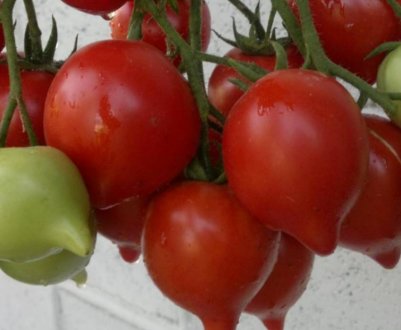 Томат «Будьонівка»: опис сорту, особливості вирощування та догляду