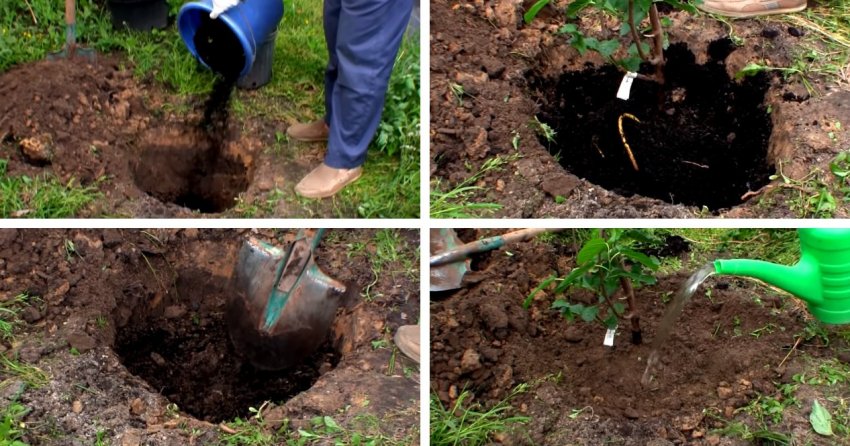 Посадка шовковиці Посадка шовковиці