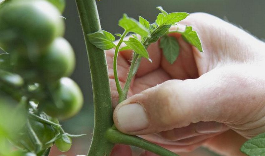 Пасинкування Пасинкування