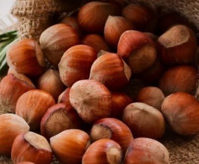 Порівняння горіхів — фундука та ліщини