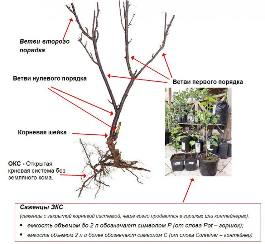 саженцы тутовника для посадки. обрезка шелковицы весной. шелковица привитая плакучая. корнесобственные саженцы шелковицы. тутовник шелковица плакучая.