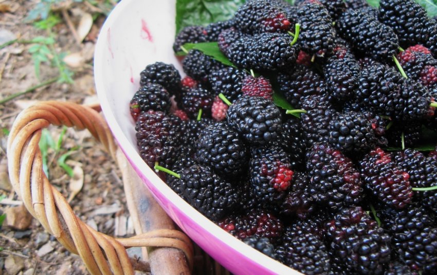 Урожай шовковиці Урожай шовковиці