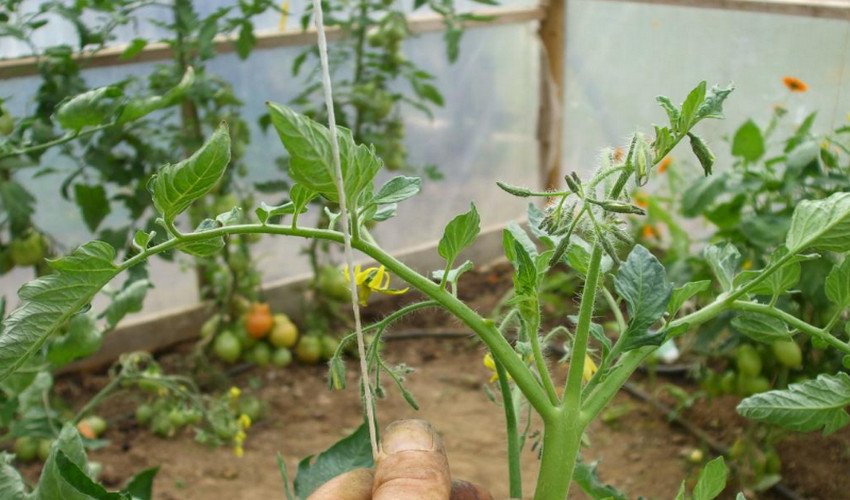 Підв'язування томатів Підв'язування томатів