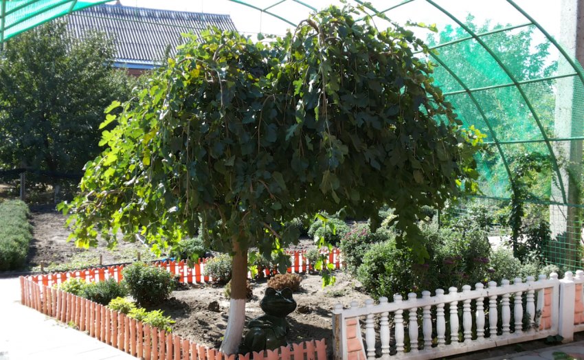 Дерево шовковиці в ландшафтному дизайні Дерево шовковиці в ландшафтному дизайні