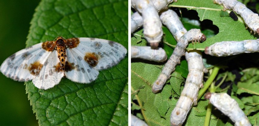 Шовковична пяденица і її гусениці Шовковична пяденица і її гусениці