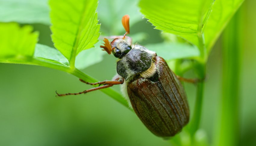 Травневий жук Травневий жук