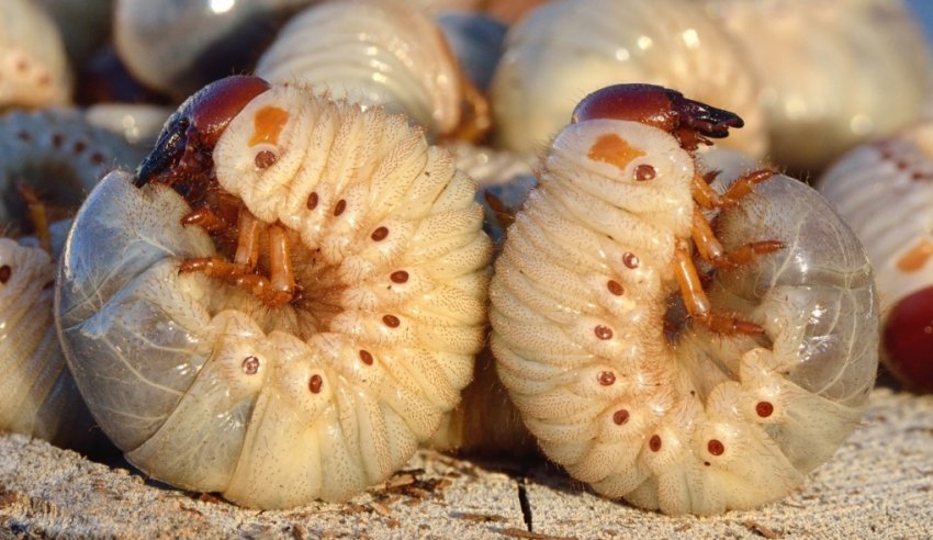 Личинки хруща Личинки хруща