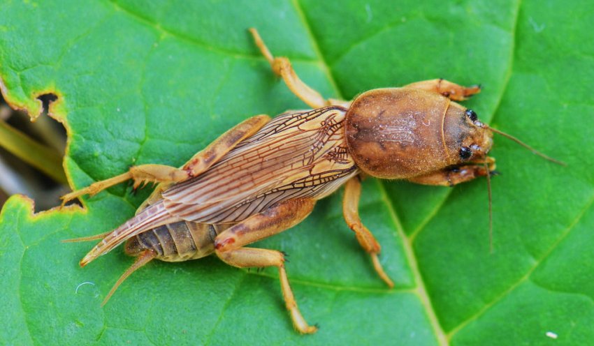 Капустянка Капустянка