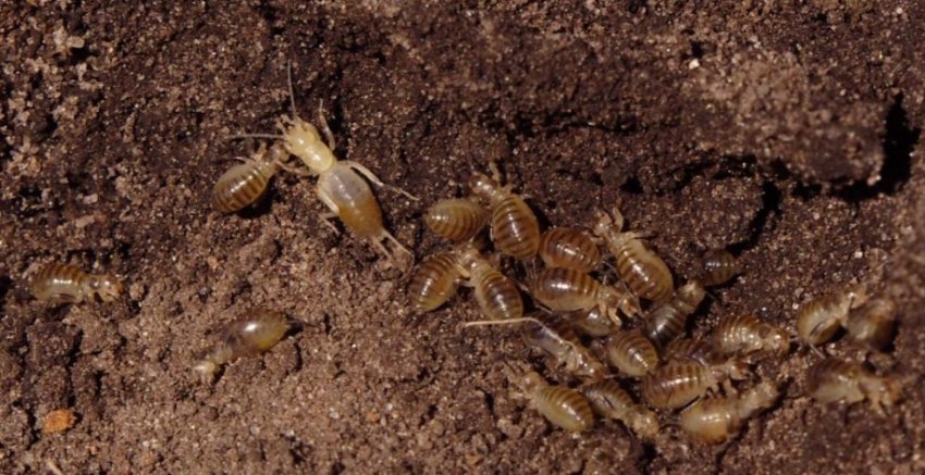 Личинки капустянки Личинки капустянки