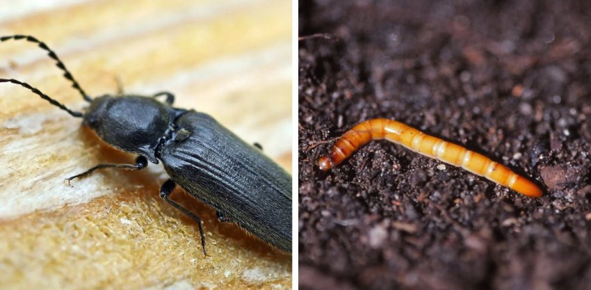 Жук-ковалика і дротянка Жук-ковалика і дротянка