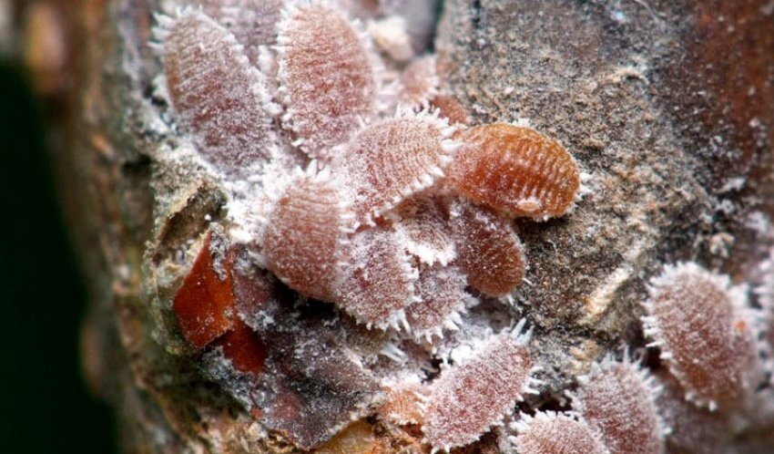 Черв'яки комстока Черв'яки комстока