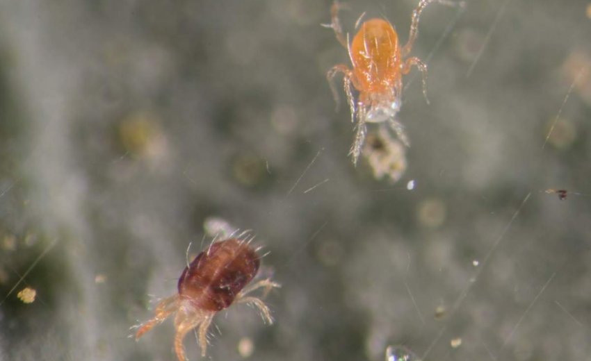 Павутинні кліщі Павутинні кліщі