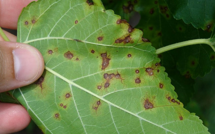 Бактеріоз шовковиці Бактеріоз шовковиці