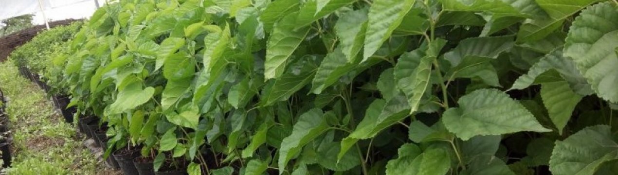 Як садити і доглядати за шовковицею