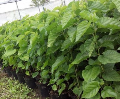 Як садити і доглядати за шовковицею