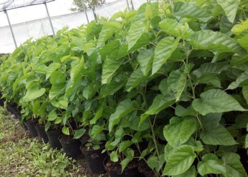 Як садити і доглядати за шовковицею