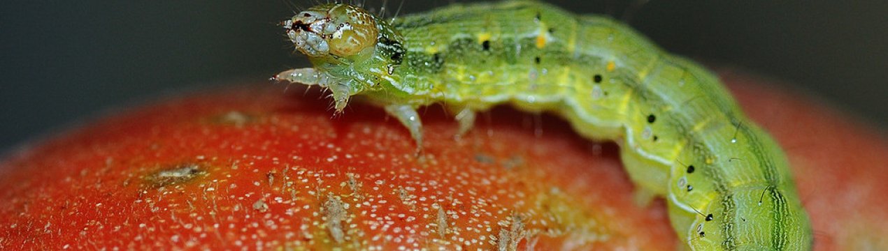 Як позбутися від совки на помідорах з допомогою хімічних і народних засобів, заходи профілактики