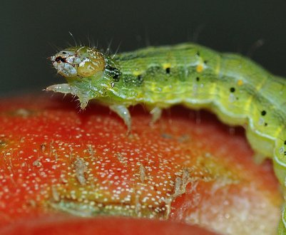 Як позбутися від совки на помідорах з допомогою хімічних і народних засобів, заходи профілактики