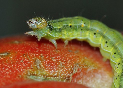 Як позбутися від совки на помідорах з допомогою хімічних і народних засобів, заходи профілактики