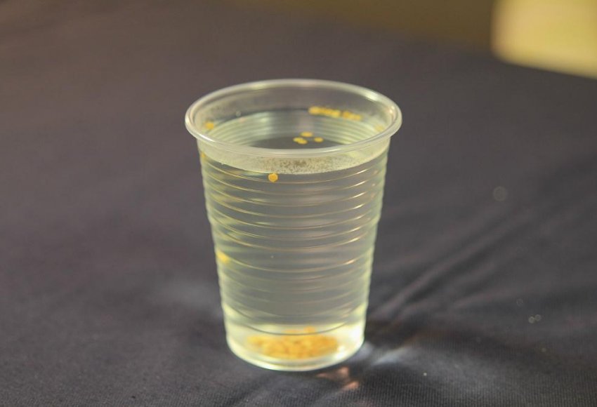 Обробка насіння