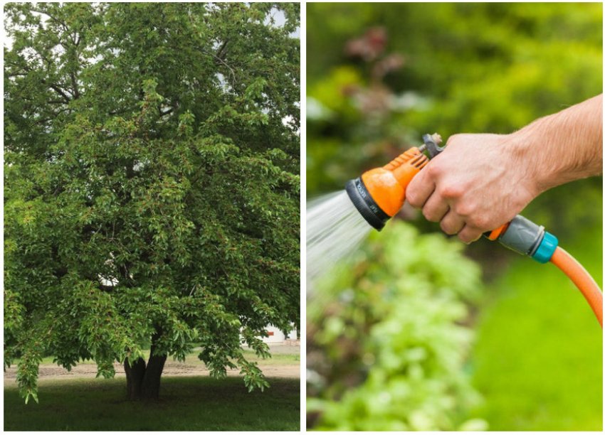 Полив шовковиці Полив шовковиці
