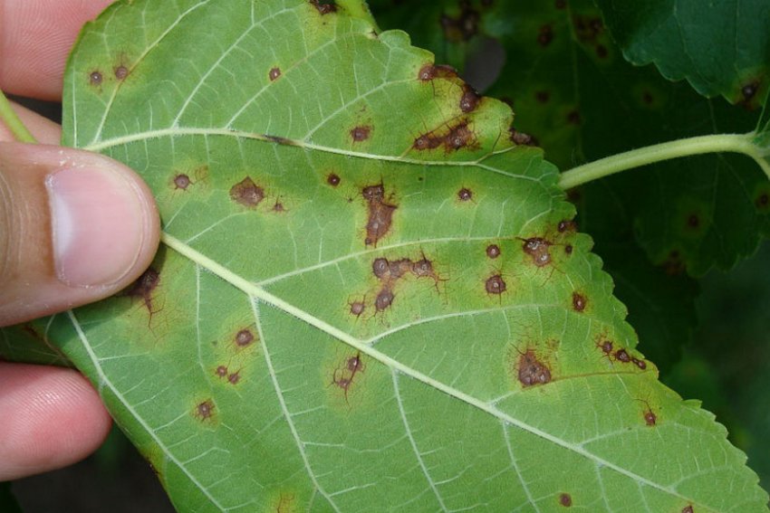 Цилиндроспориоз шовковиці Цилиндроспориоз шовковиці