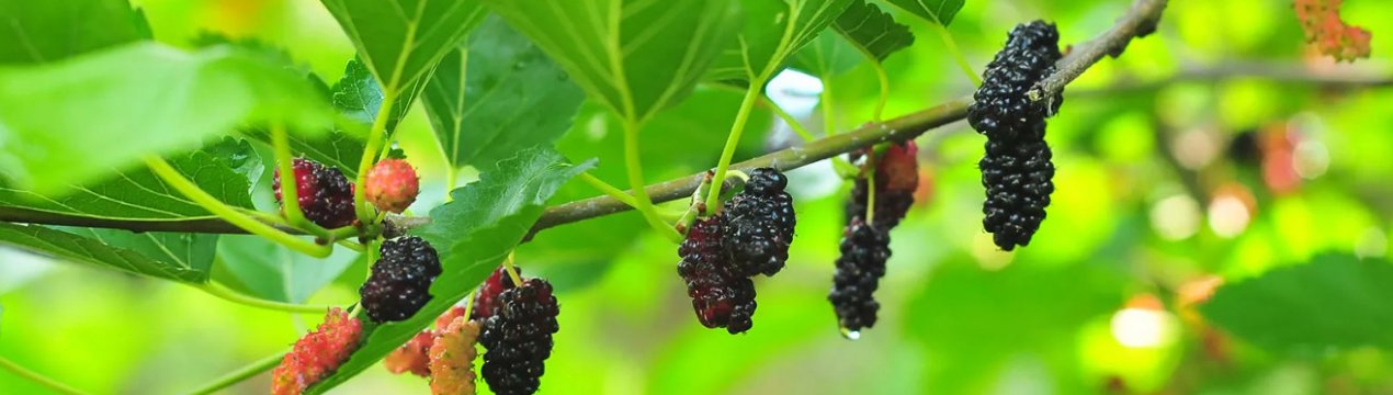 Які сорти шовковиці краще: склад і калорійність, корисні властивості та протипоказання