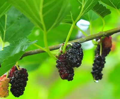 Які сорти шовковиці краще: склад і калорійність, корисні властивості та протипоказання