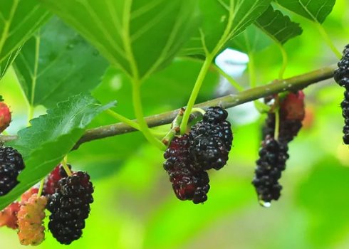 Які сорти шовковиці краще: склад і калорійність, корисні властивості та протипоказання