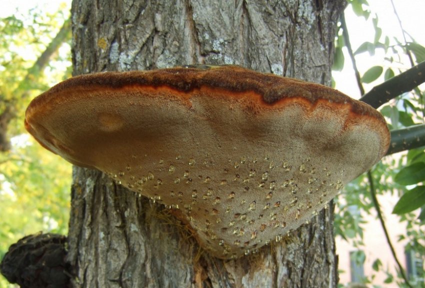 Гриб-трутовик Гриб-трутовик