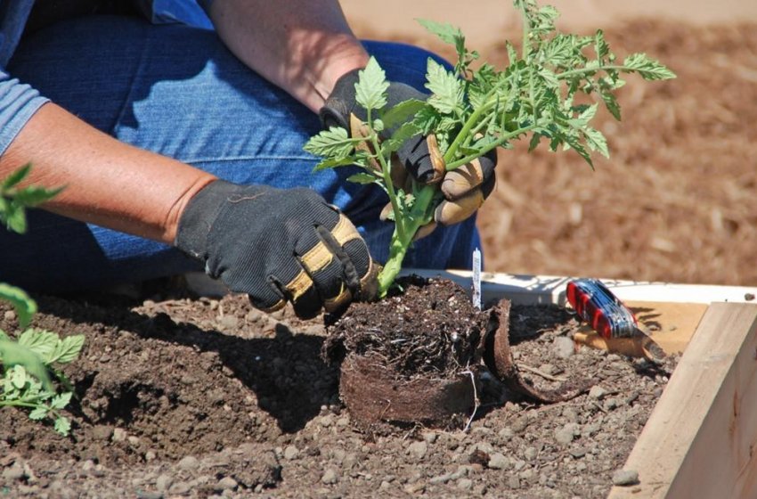 Висадка розсади