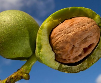 Застосування шкірки волоського горіха