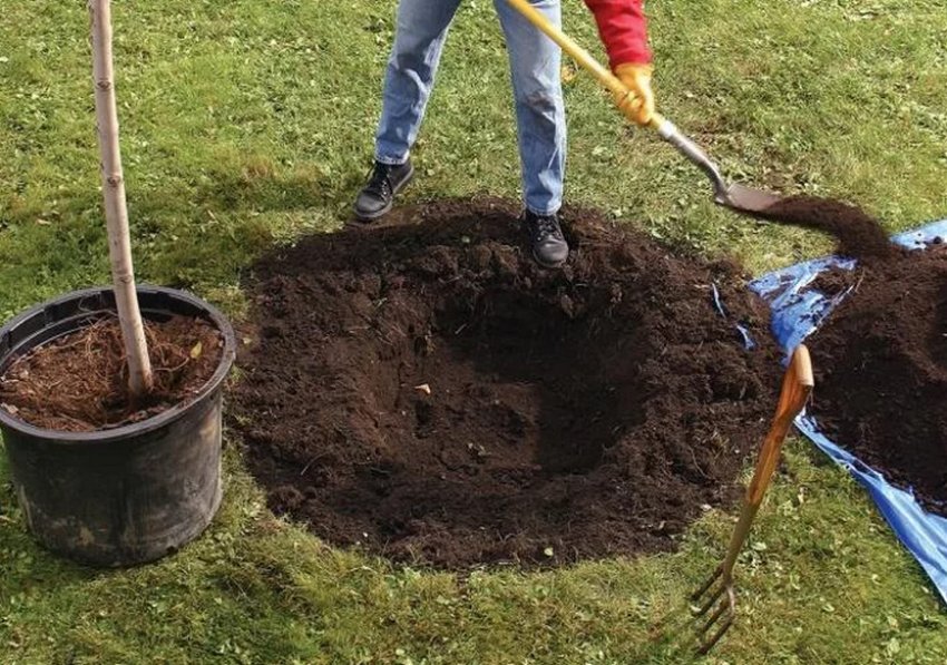 Посадкова яма Посадкова яма