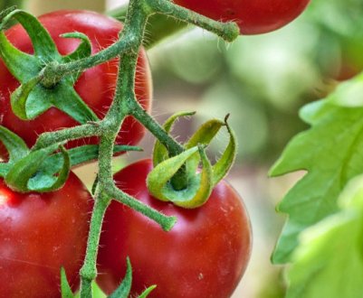 Як обробити помідори борною кислотою: дозування, інструкція по приготуванню розчину, корисні поради