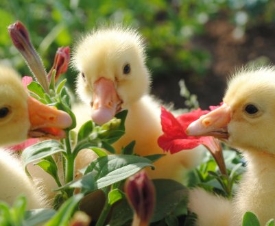 Володимирські птахівники пишуть нову «качині історії»