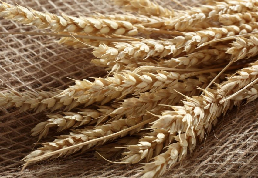 Російські аграрії збирають 35 центнерів зерна з кожного пшеничного гектара Російські аграрії збирають 35 центнерів зерна з кожного пшеничного гектара