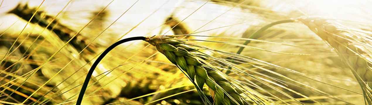 Російські аграрії збирають 35 центнерів зерна з кожного пшеничного гектара