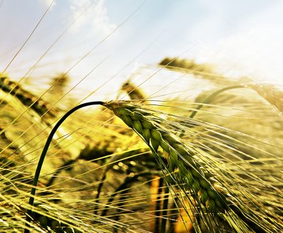 Російські аграрії збирають 35 центнерів зерна з кожного пшеничного гектара