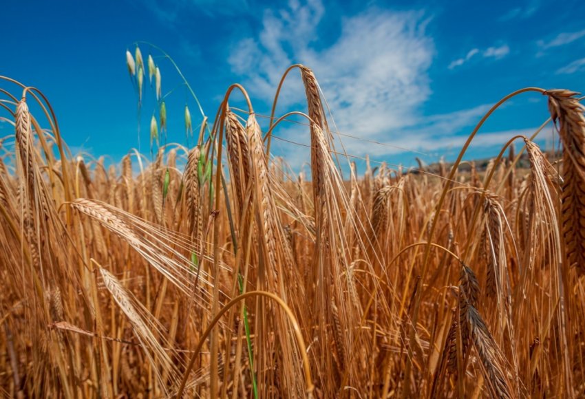 Російські аграрії збирають 35 центнерів зерна з кожного пшеничного гектара Російські аграрії збирають 35 центнерів зерна з кожного пшеничного гектара