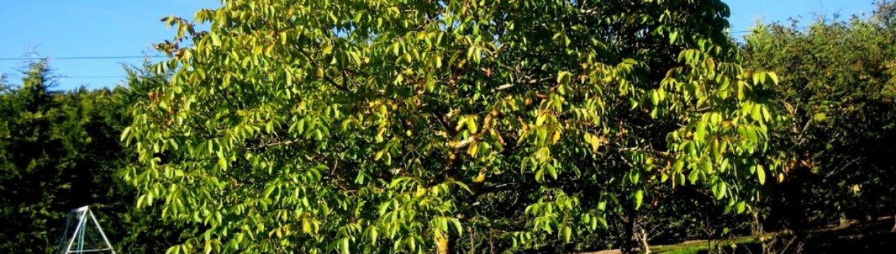 в каком возрасте плодоносит грецкий орех. Смотреть фото в каком возрасте плодоносит грецкий орех. Смотреть картинку в каком возрасте плодоносит грецкий орех. Картинка про в каком возрасте плодоносит грецкий орех. Фото в каком возрасте плодоносит грецкий орех
