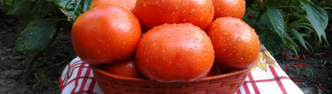 Томат «Бабусин секрет»: опис сорту, особливості вирощування та догляду