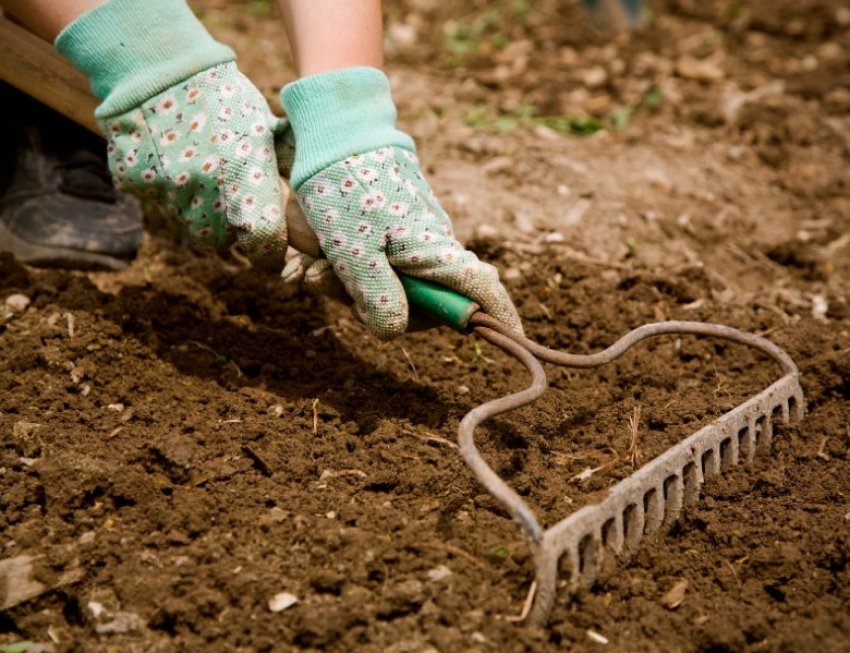 Обработка почвы весной перед посадкой. Рыхлить землю. Рыхление грунта. Грабли для рыхления почвы. Разрыхление почвы.