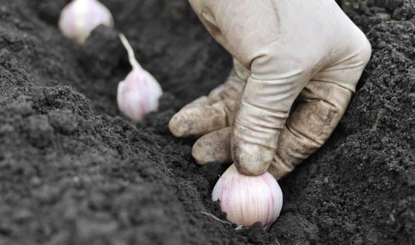 Грунт під посадку Грунт під посадку