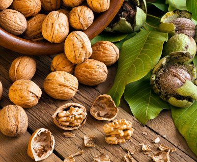 Користь і шкода волоського горіха, застосування в народній медицині