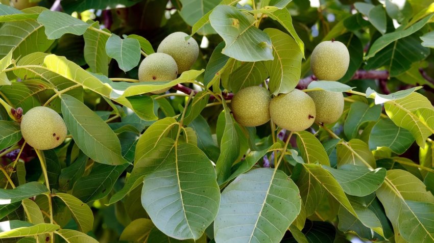 Волоський горіх Волоський горіх
