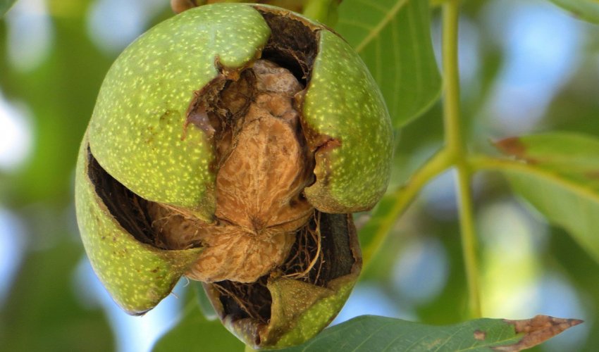 Дозрілий плід волоського горіха Дозрілий плід волоського горіха