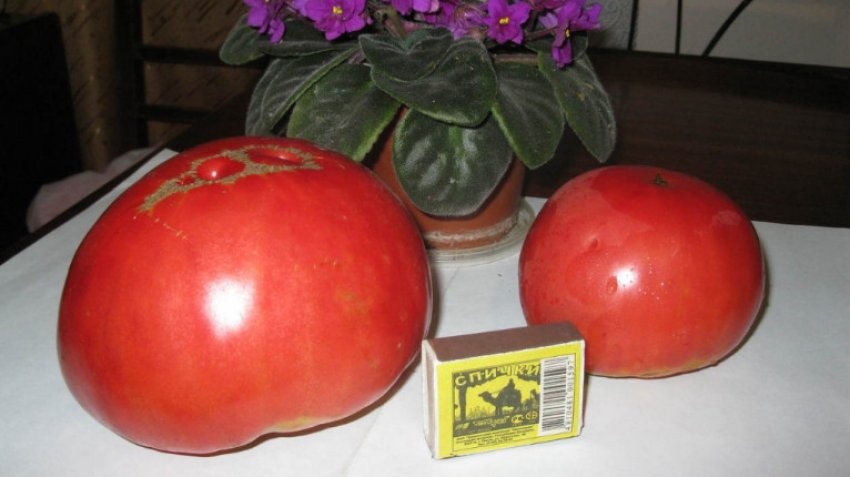Томат Бабусин секрет