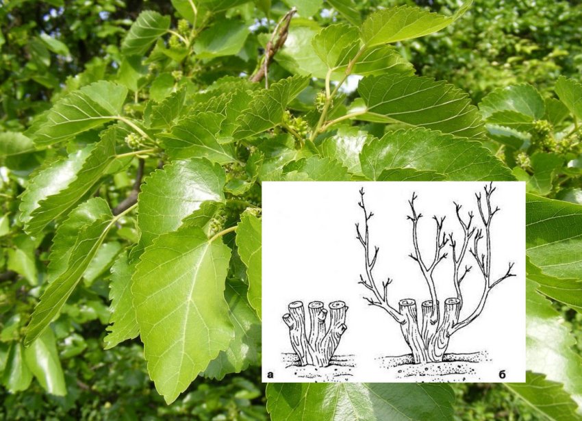 Формування крони шовковиці Формування крони шовковиці