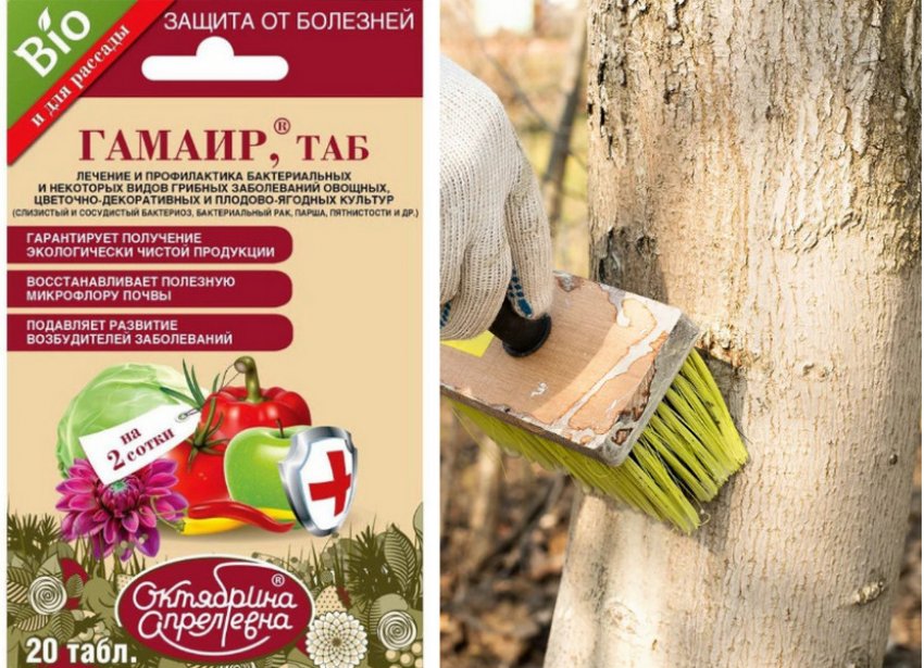 Лікування і профілактика курчавості мелколистной Лікування і профілактика курчавості мелколистной